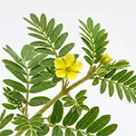 Tribulus Terrestris